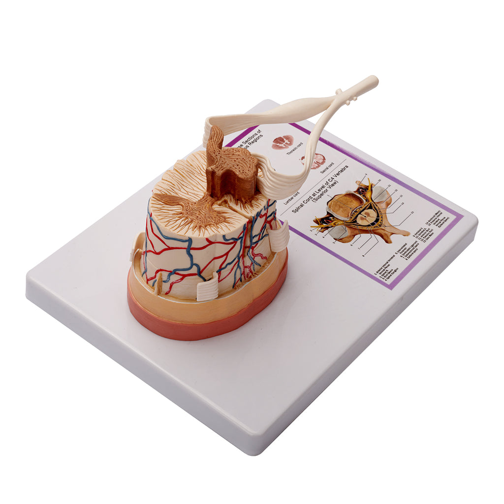 Evotech Scientific Spinal Cord W/ Nerve Endings