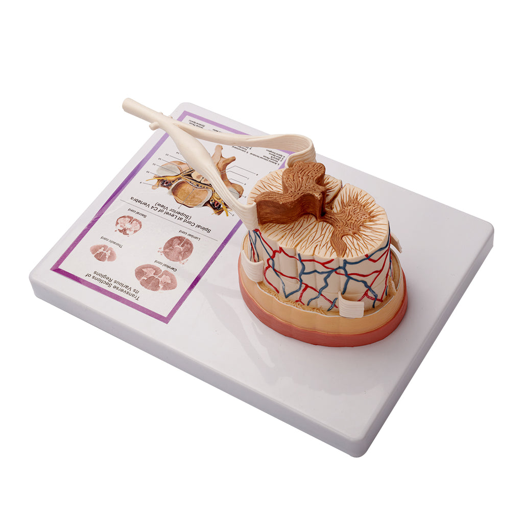 Evotech Scientific Spinal Cord W/ Nerve Endings