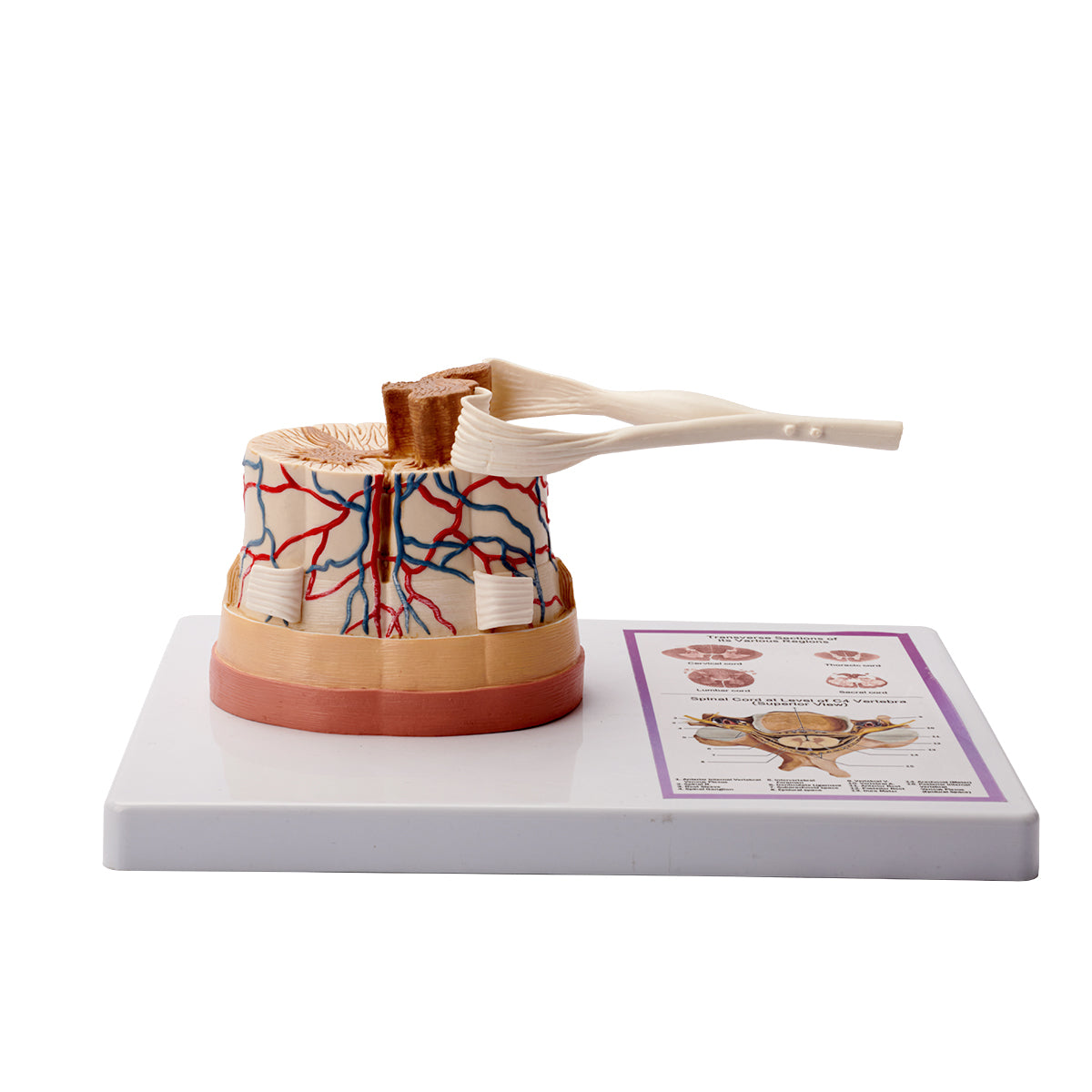 Evotech Scientific Spinal Cord W/ Nerve Endings