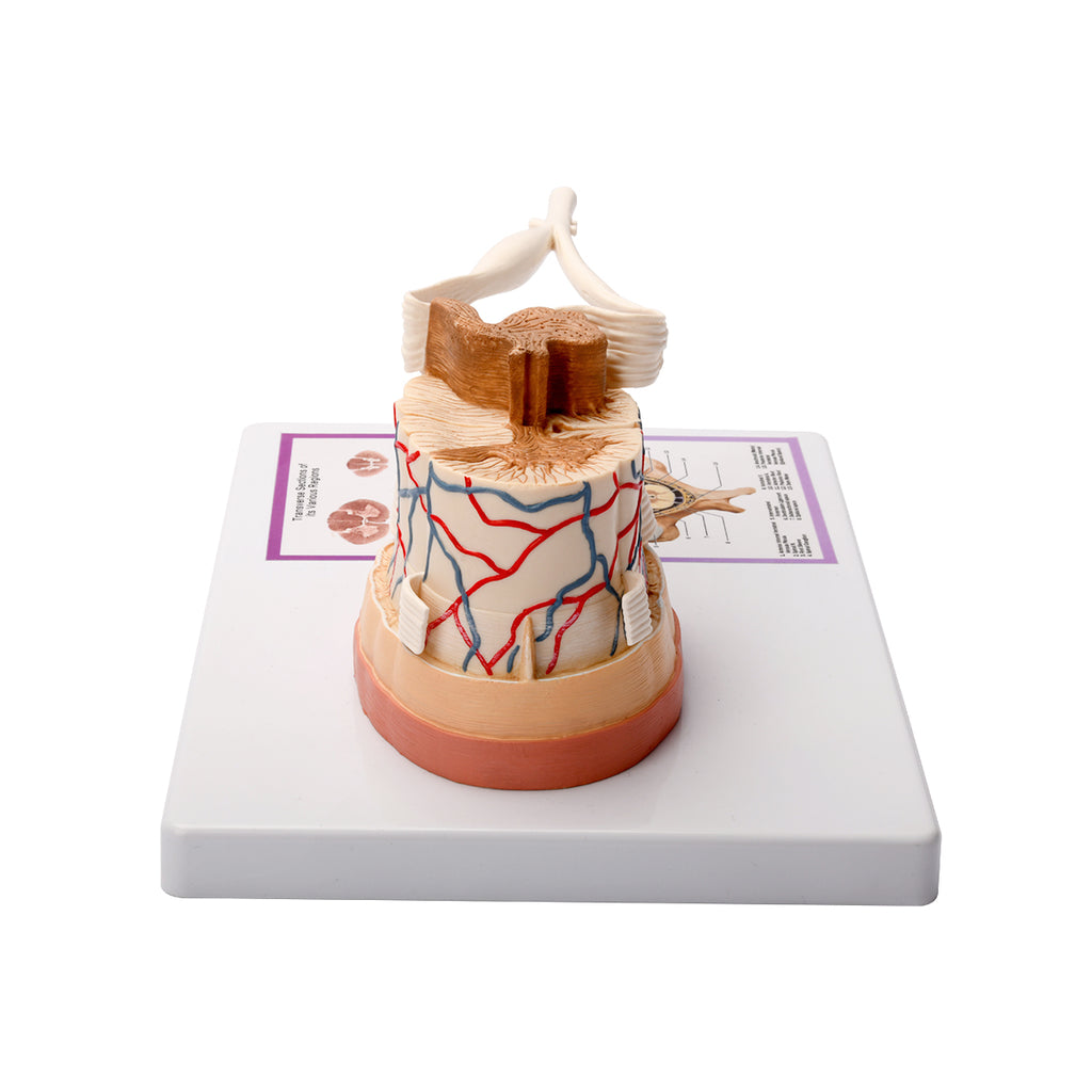 Evotech Scientific Spinal Cord W/ Nerve Endings