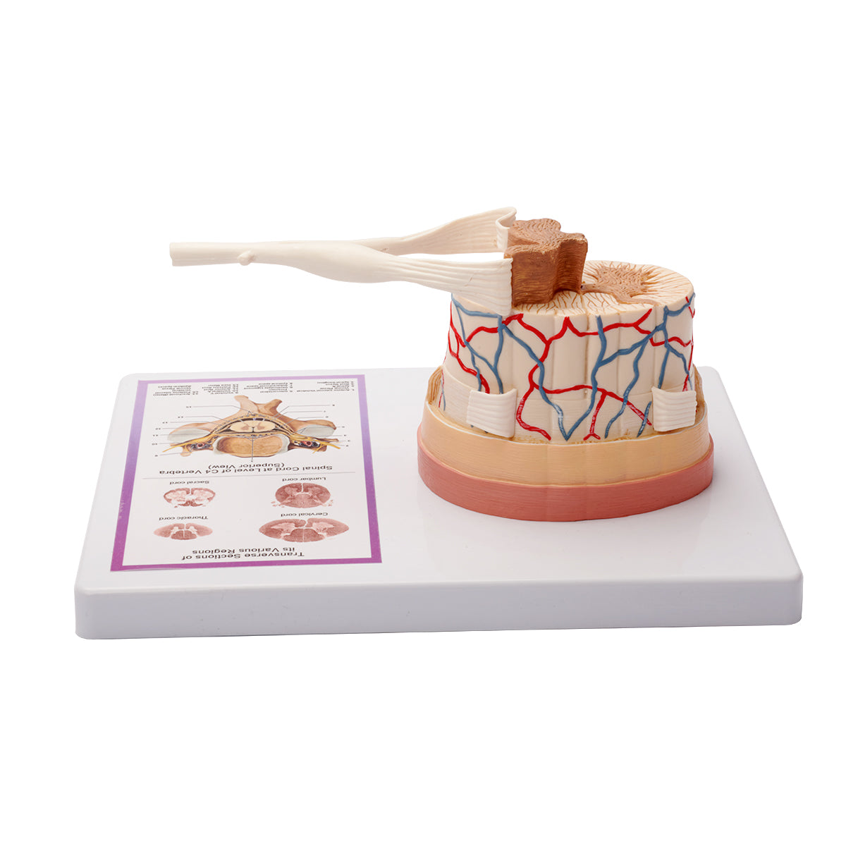 Evotech Scientific Spinal Cord W/ Nerve Endings