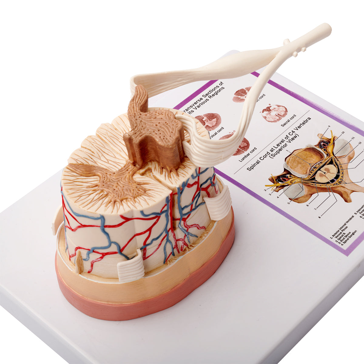 Evotech Scientific Spinal Cord W/ Nerve Endings