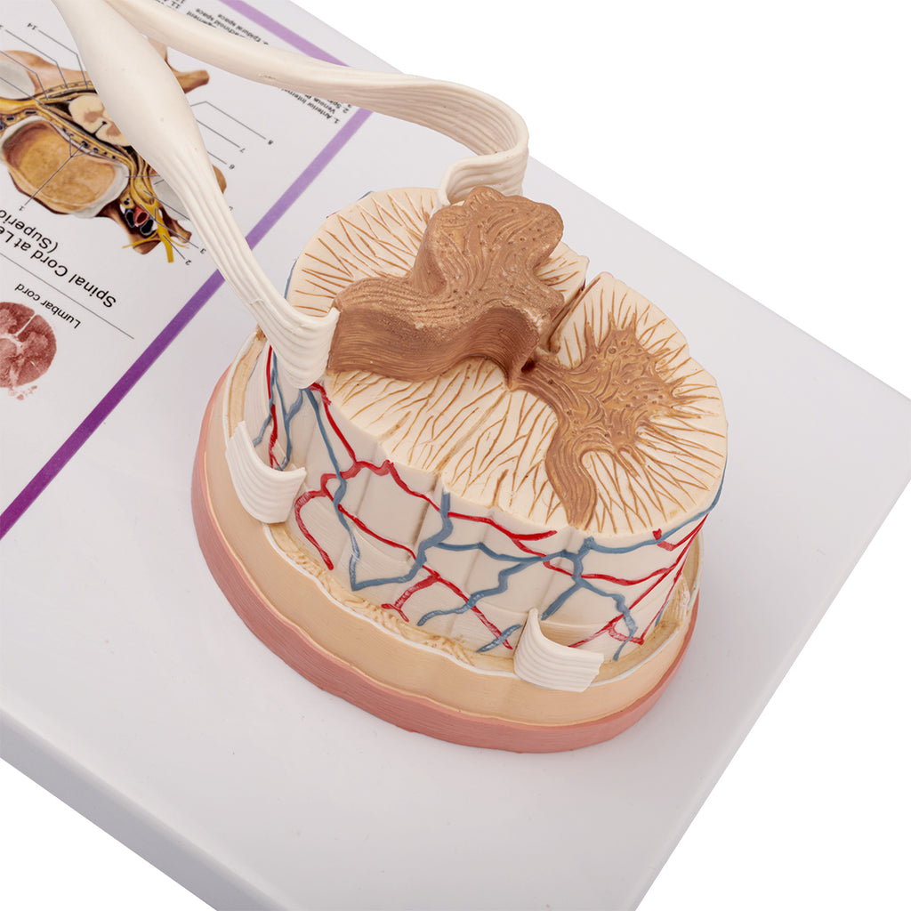 Evotech Scientific Spinal Cord W/ Nerve Endings