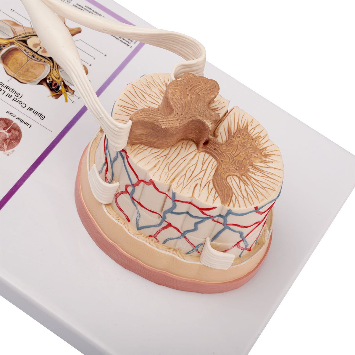 Evotech Scientific Spinal Cord W/ Nerve Endings