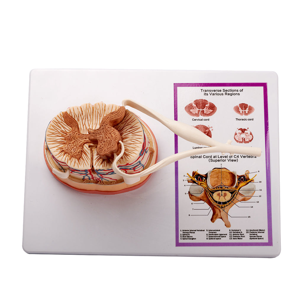 Evotech Scientific Spinal Cord W/ Nerve Endings