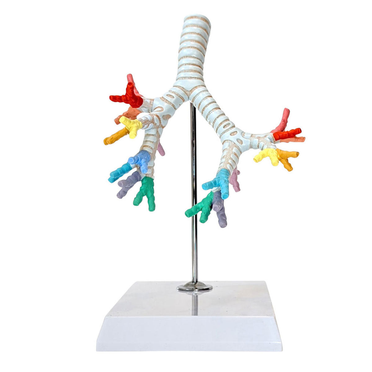 Evotech Scientific Trachea and Bronchi Model – Evotechscientific.com