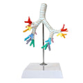 Evotech Scientific Trachea and Bronchi Model