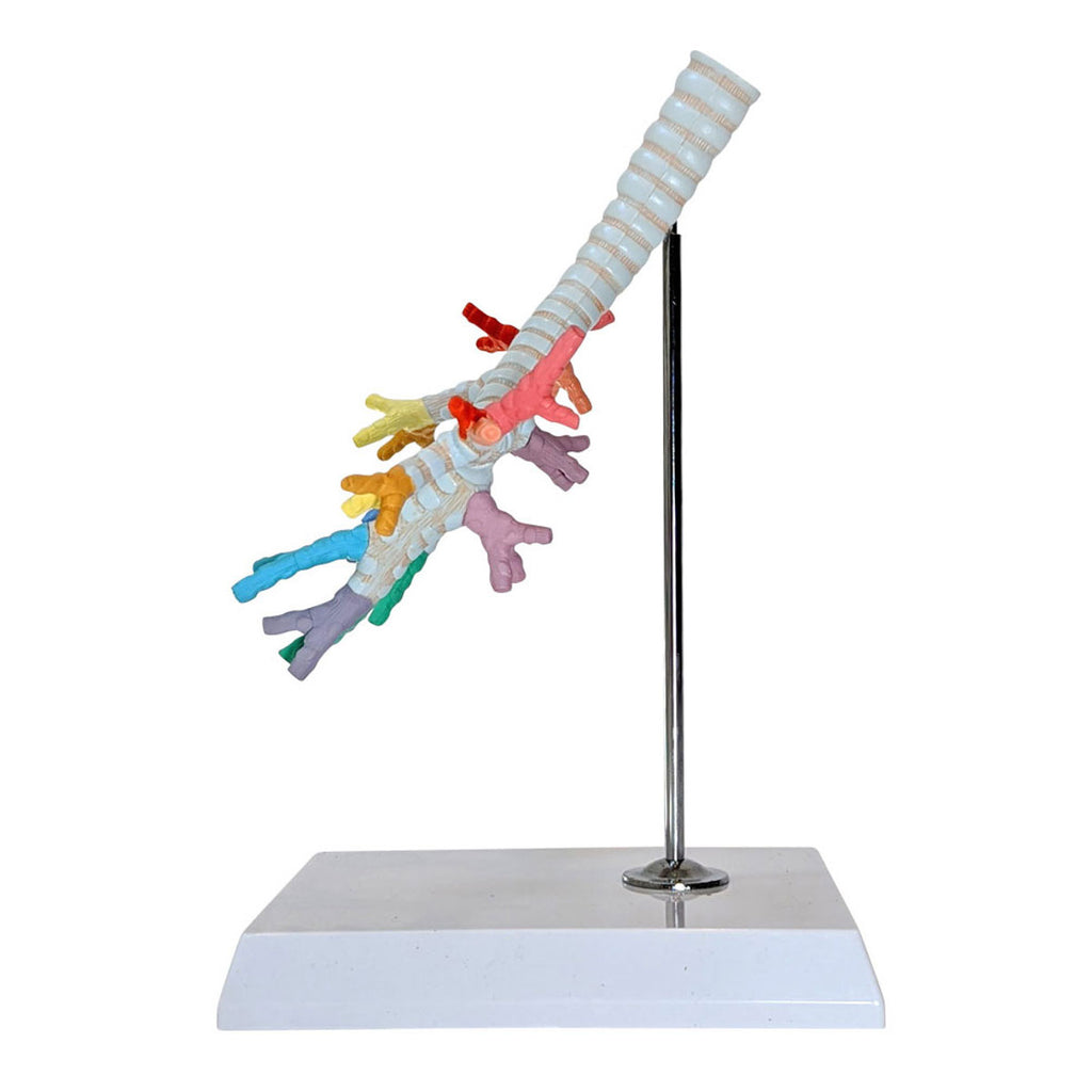 Evotech Scientific Trachea and Bronchi Model