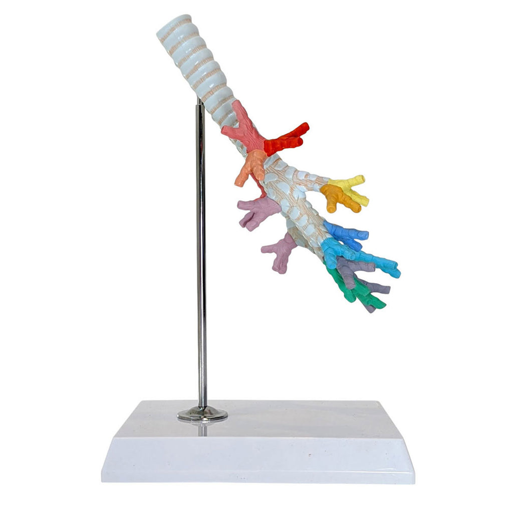 Evotech Scientific Trachea and Bronchi Model