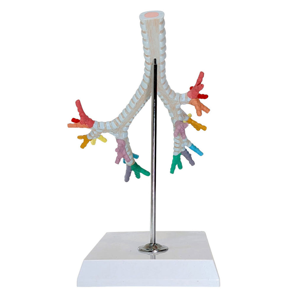 Trachea Lab Model Evotech Scientific Trachea and Bronchi Model