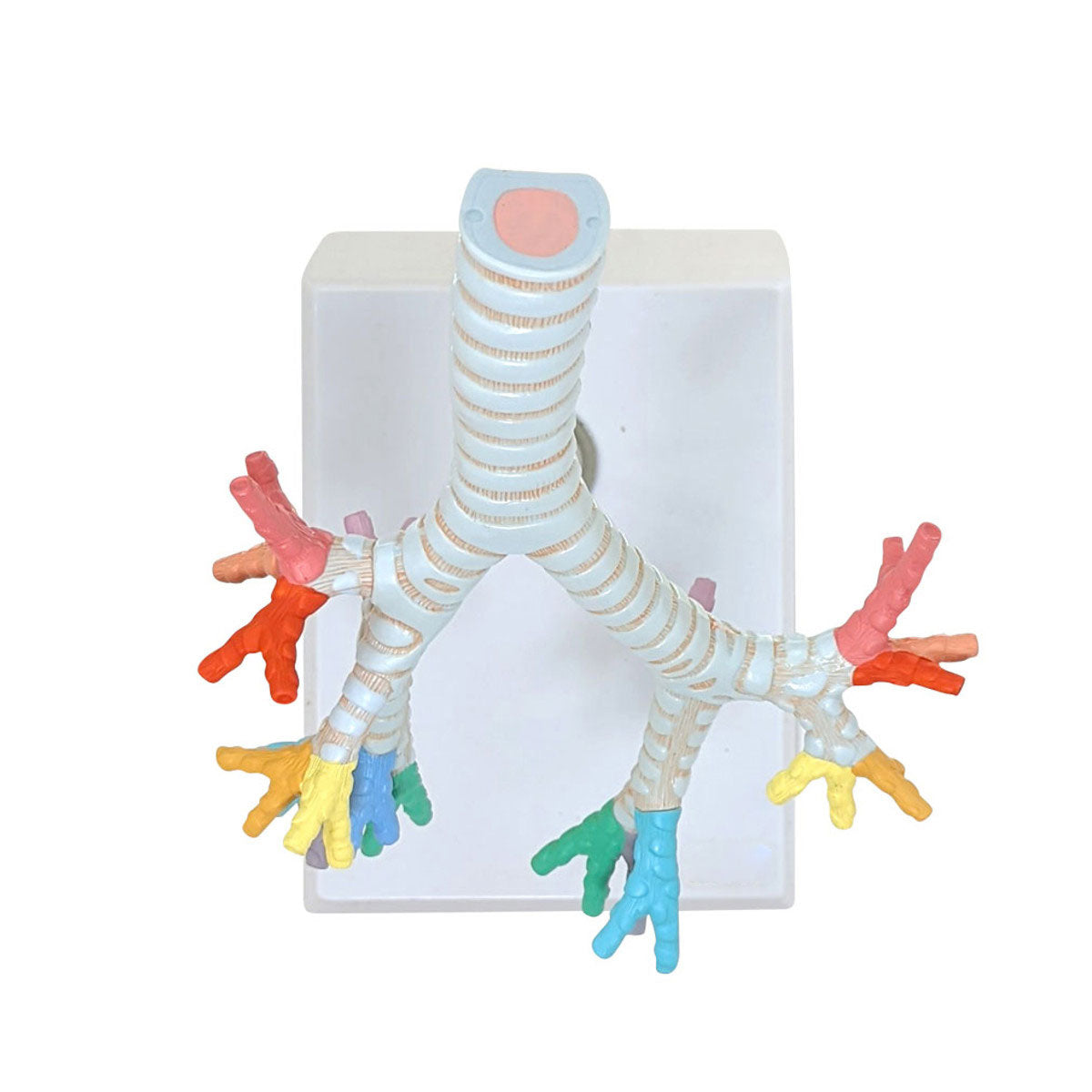 Evotech Scientific Trachea and Bronchi Model