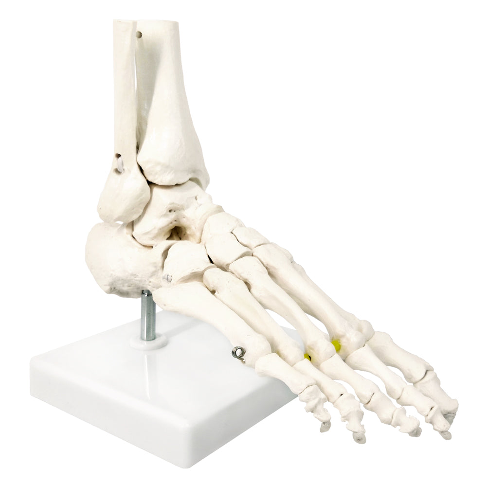 Evotech Foot Skeletal Model with Ankle and Tibia Fibula Foot Bones and Joints Bound with Elastic Mounted
