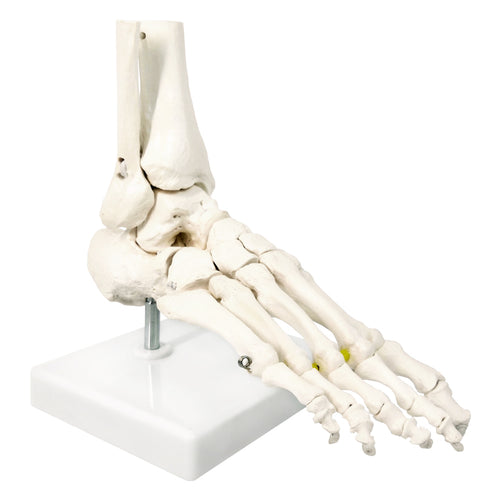 Evotech Foot Skeletal Model with Ankle and Tibia Fibula Foot Bones and Joints Bound with Elastic Mounted