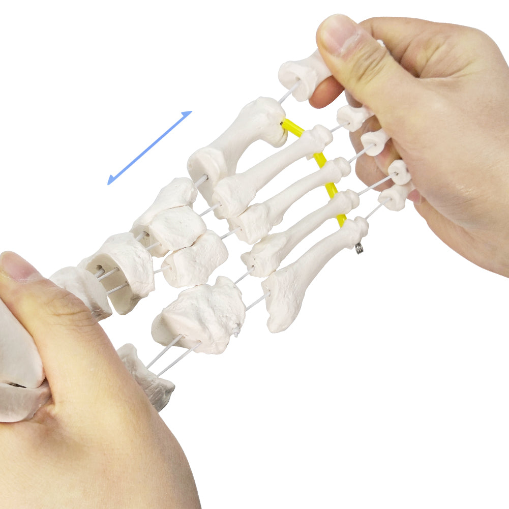 Evotech Foot Skeletal Model with Ankle and Tibia Fibula Foot Bones and Joints Bound with Elastic Mounted
