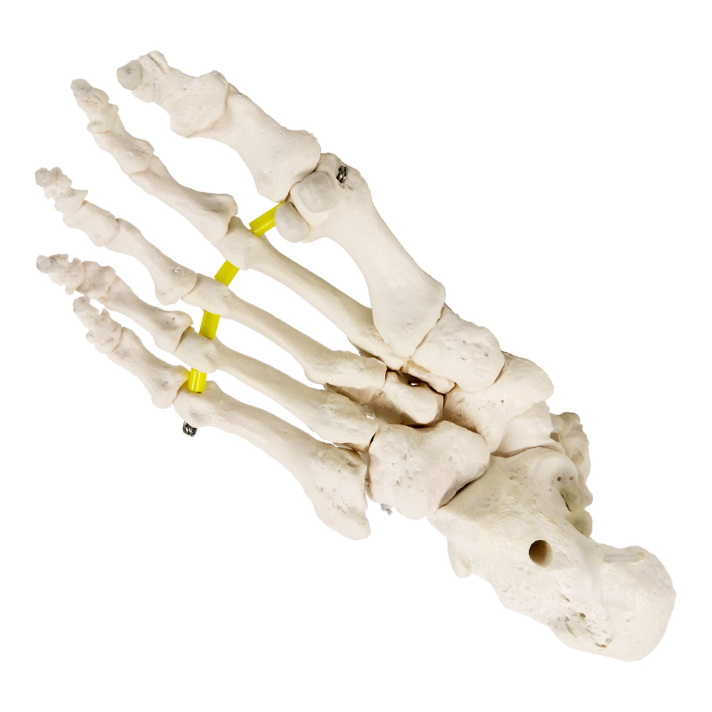 Evotech Foot Skeletal Model with Ankle and Tibia Fibula Foot Bones and Joints Bound with Elastic Mounted