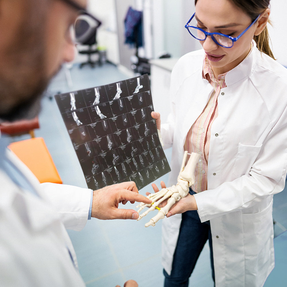 Evotech Foot Skeletal Model with Ankle and Tibia Fibula Foot Bones and Joints Bound with Elastic Mounted