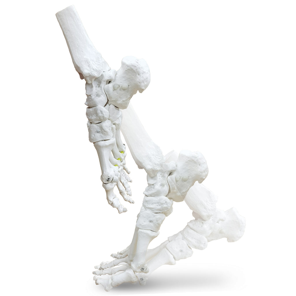 Evotech Foot Skeletal Model with Ankle and Tibia Fibula Foot Bones and Joints Bound with Elastic Mounted