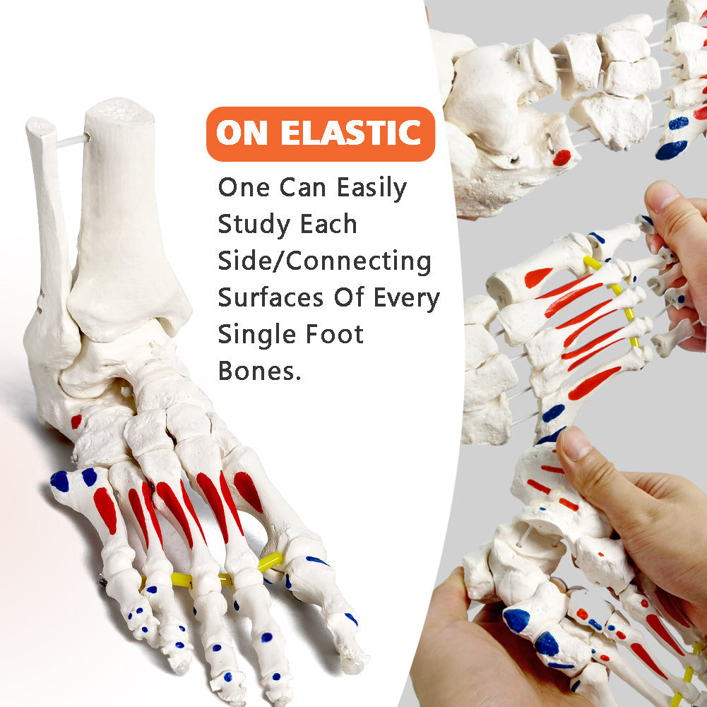 Evotech Muscle Insertions & Origins Foot Skeleton Model on elastic cord with Tibia-Fibula
