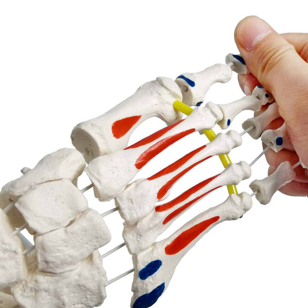 Evotech Muscle Insertions & Origins Foot Skeleton Model on elastic cord with Tibia-Fibula