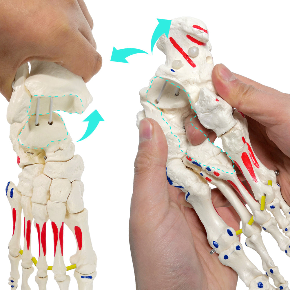 Evotech Muscle Insertions & Origins Foot Skeleton Model on elastic cord with Tibia-Fibula