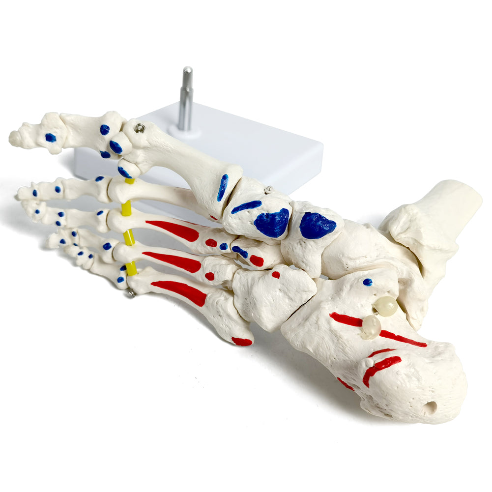 Evotech Muscle Insertions & Origins Foot Skeleton Model on elastic cord with Tibia-Fibula
