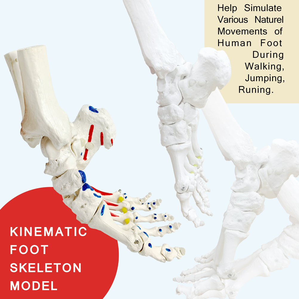 Evotech Muscle Insertions & Origins Foot Skeleton Model on elastic cord with Tibia-Fibula