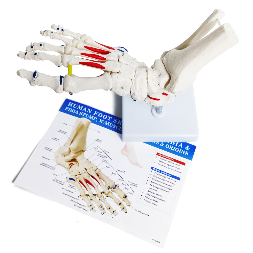 Evotech Muscle Insertions & Origins Foot Skeleton Model on elastic cord with Tibia-Fibula