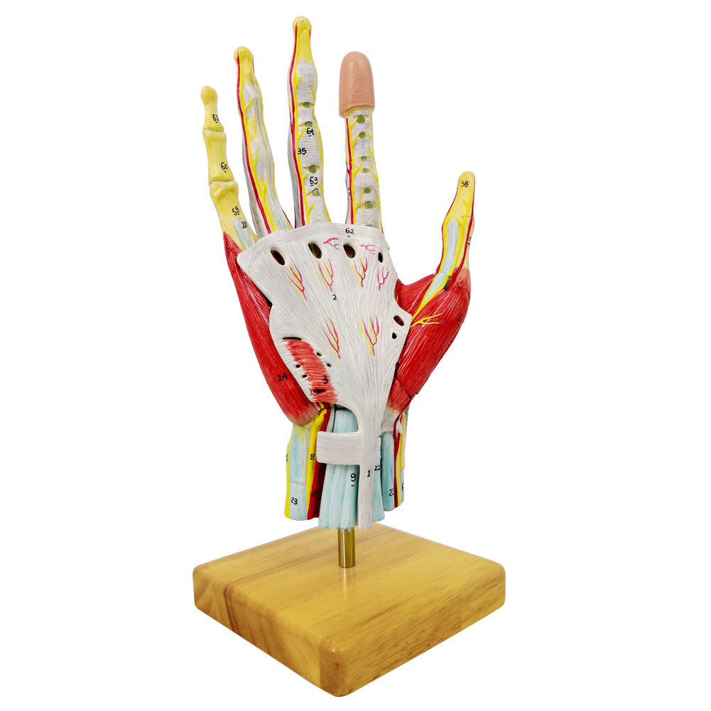 Evotech Numbered Life Size Hand Anatomical Skeleton Model with Bones Muscles Ligaments Nerves and Blood Vessels