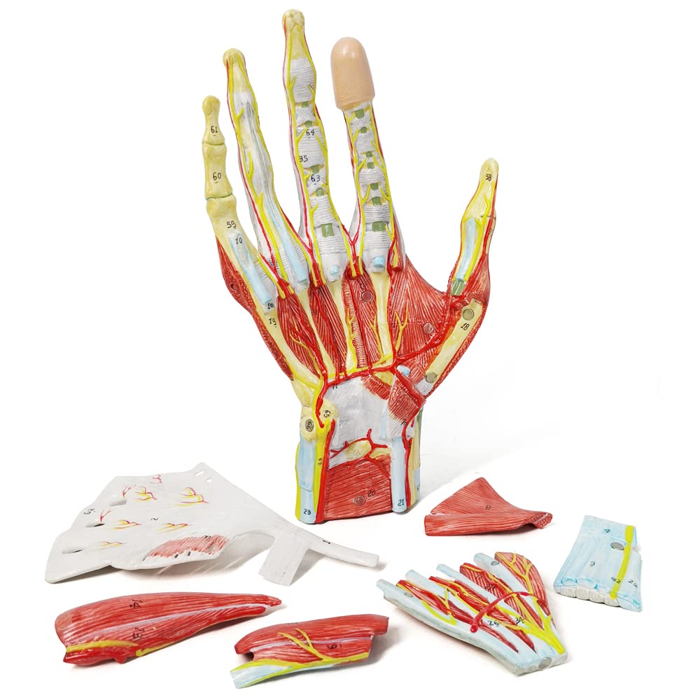 Evotech Numbered Life Size Hand Anatomical Skeleton Model with Bones Muscles Ligaments Nerves and Blood Vessels