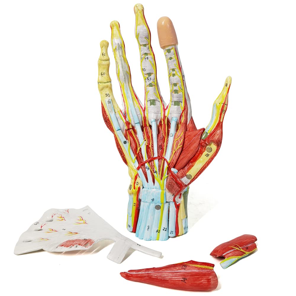 Evotech Numbered Life Size Hand Anatomical Skeleton Model with Bones Muscles Ligaments Nerves and Blood Vessels