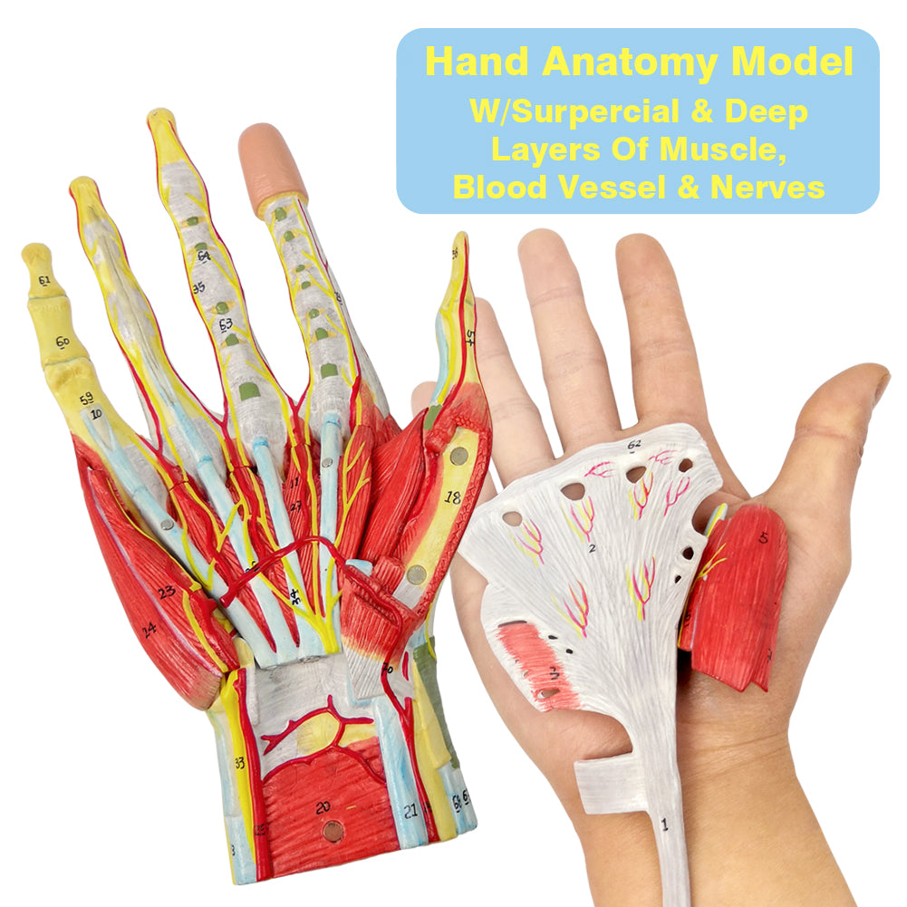 Evotech Numbered Life Size Hand Anatomical Skeleton Model with Bones Muscles Ligaments Nerves and Blood Vessels
