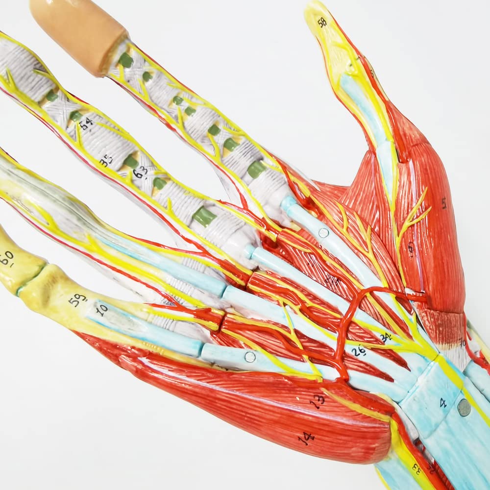 Evotech Numbered Life Size Hand Anatomical Skeleton Model with Bones Muscles Ligaments Nerves and Blood Vessels