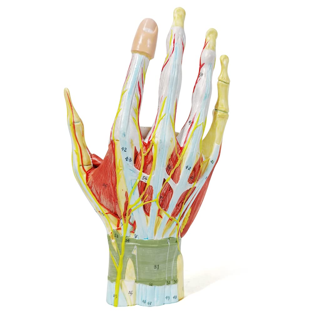 Evotech Numbered Life Size Hand Anatomical Skeleton Model with Bones Muscles Ligaments Nerves and Blood Vessels