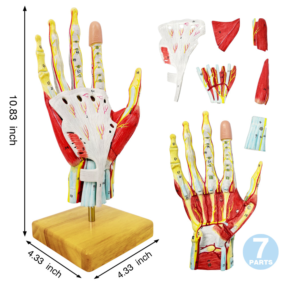 Evotech Numbered Life Size Hand Anatomical Skeleton Model with Bones Muscles Ligaments Nerves and Blood Vessels