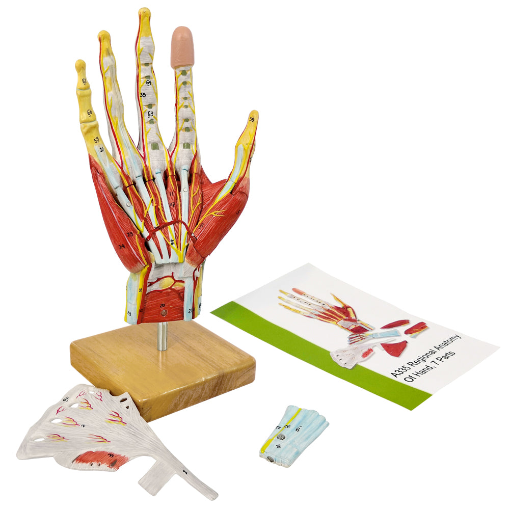 Evotech Numbered Life Size Hand Anatomical Skeleton Model with Bones Muscles Ligaments Nerves and Blood Vessels