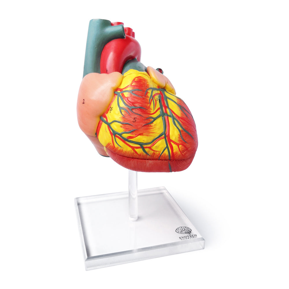 Evotech Scientific 2-Part Deluxe Life-Size Human Heart Anatomy Model w/ Detailed Study Guide