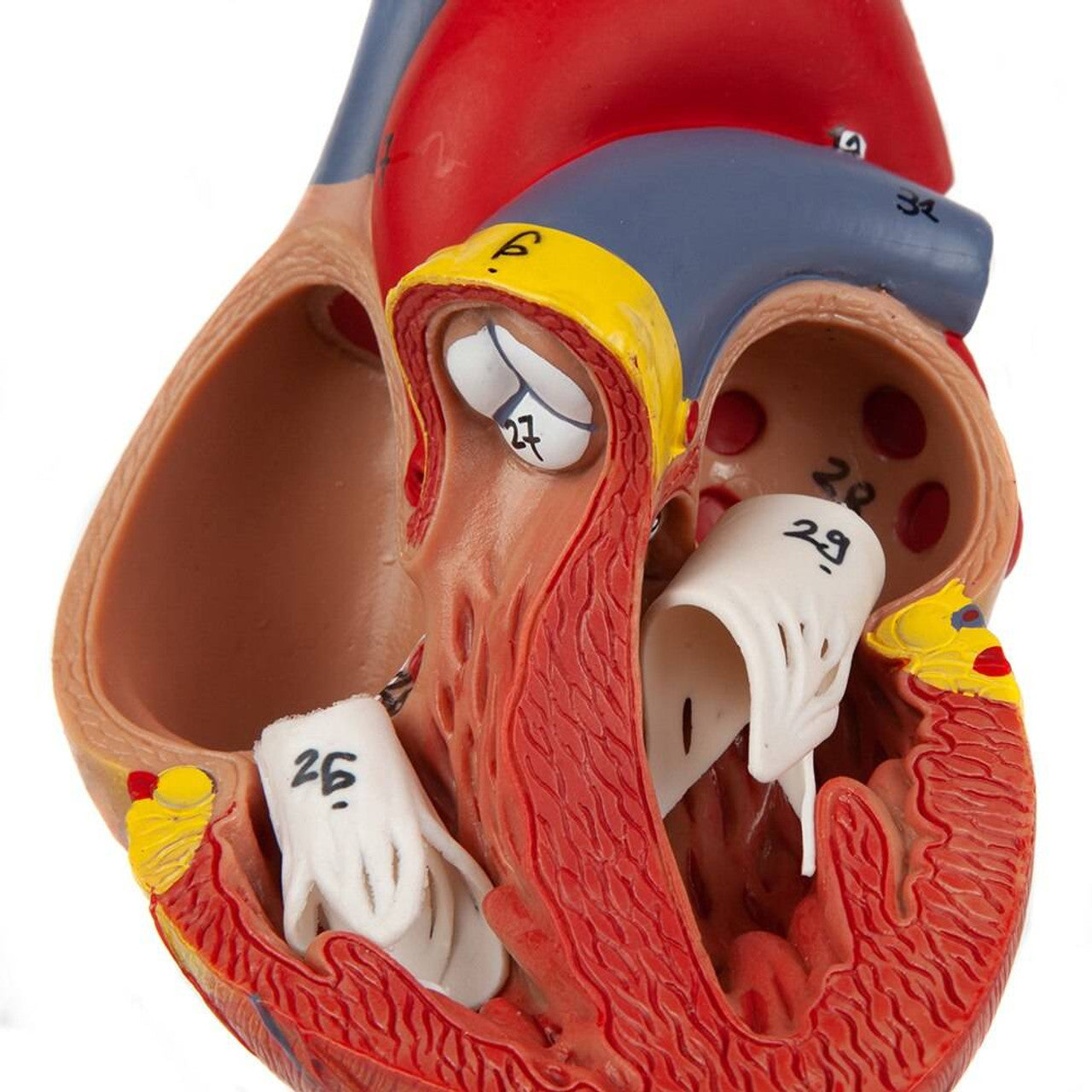 Evotech Scientific 2-Part Deluxe Life-Size Human Heart Anatomy Model w/ Detailed Study Guide