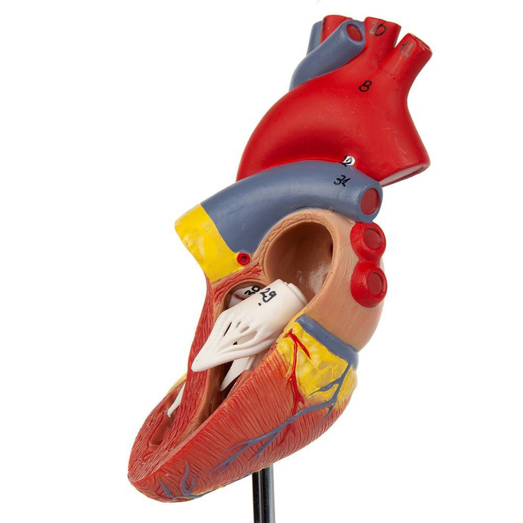 Evotech Scientific 2-Part Deluxe Life-Size Human Heart Anatomy Model w/ Detailed Study Guide