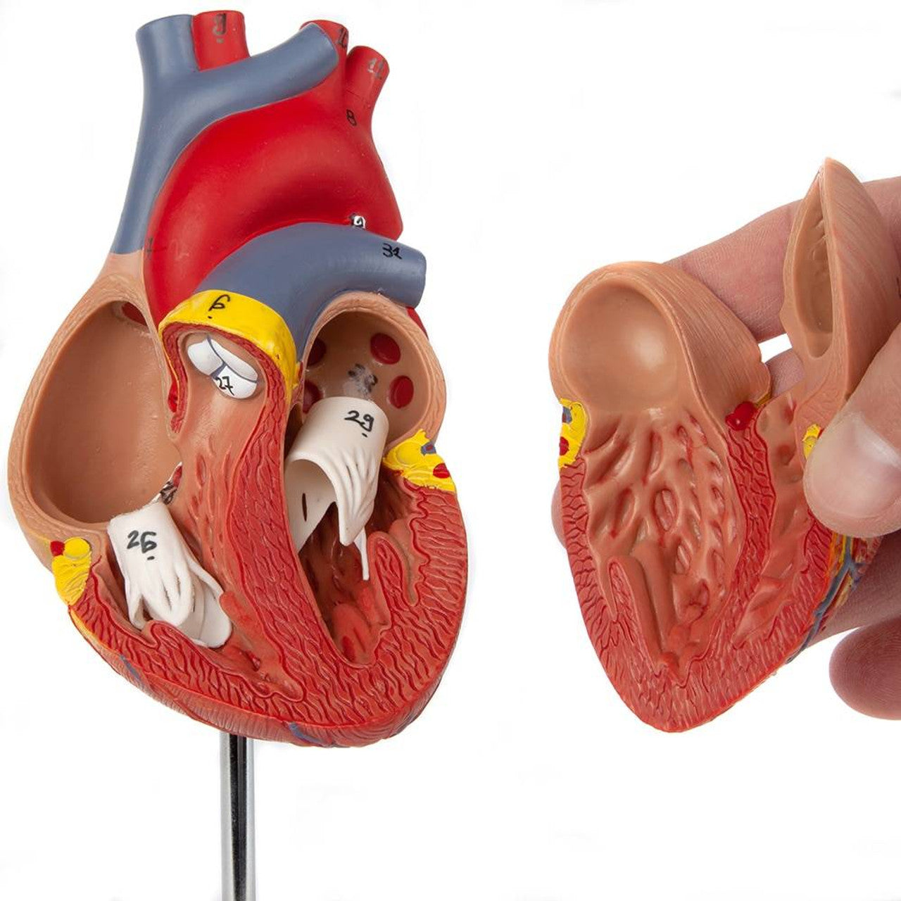 Evotech Scientific 2-Part Deluxe Life-Size Human Heart Anatomy Model w/ Detailed Study Guide