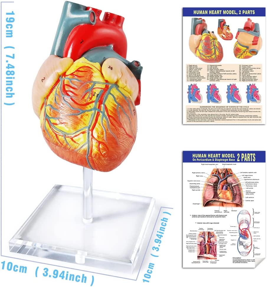 Evotech Scientific 2-Part Deluxe Life-Size Human Heart Anatomy Model w/ Detailed Study Guide