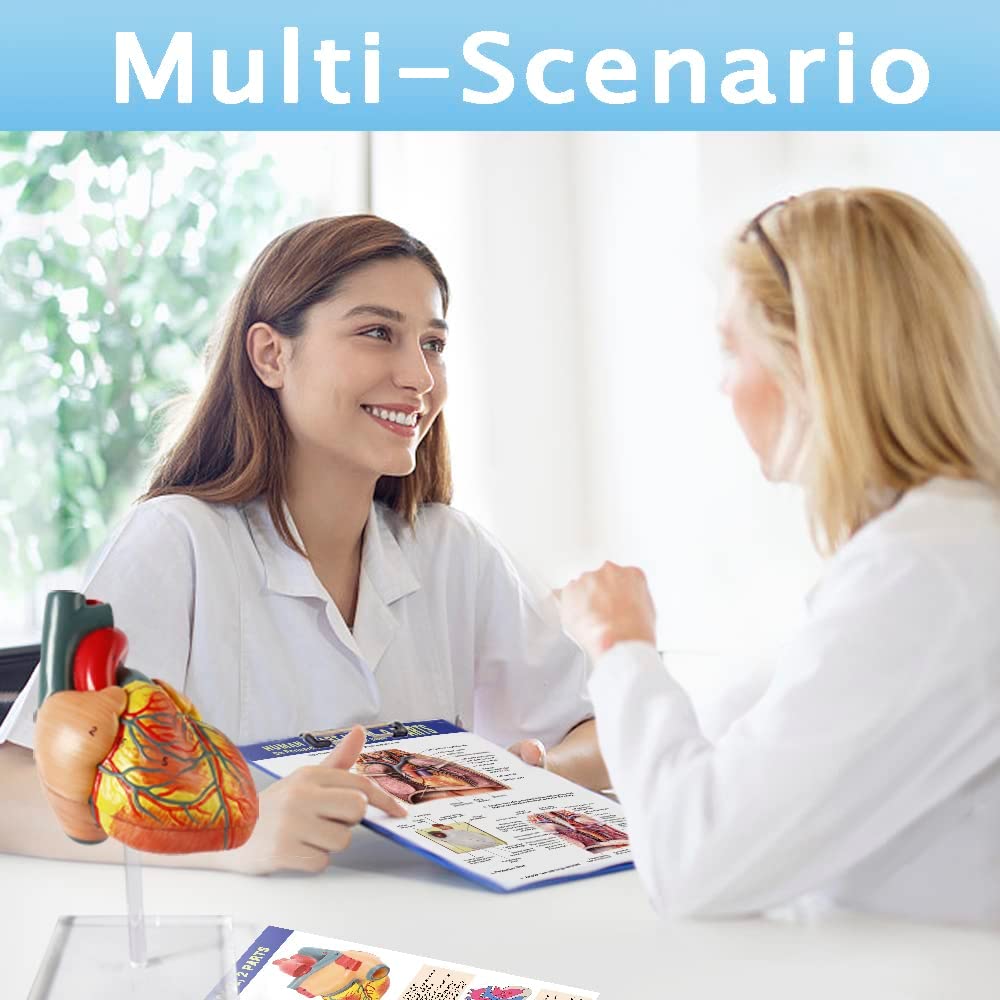 Evotech Scientific 2-Part Deluxe Life-Size Human Heart Anatomy Model w/ Detailed Study Guide