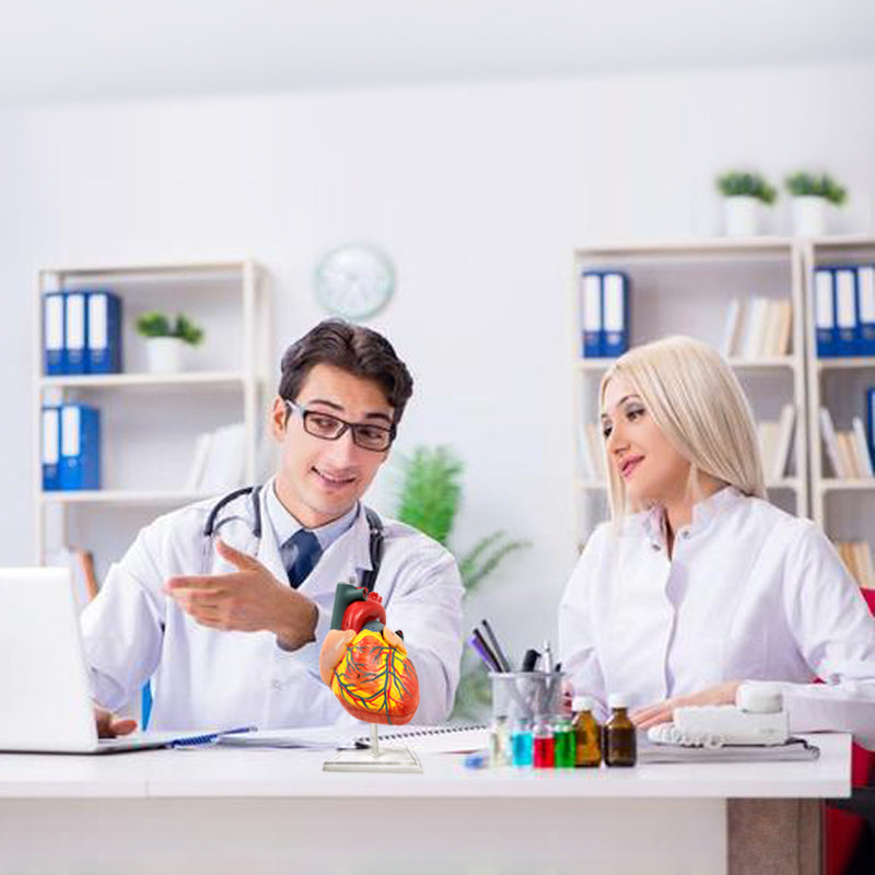 Evotech Scientific 2-Part Deluxe Life-Size Human Heart Anatomy Model w/ Detailed Study Guide