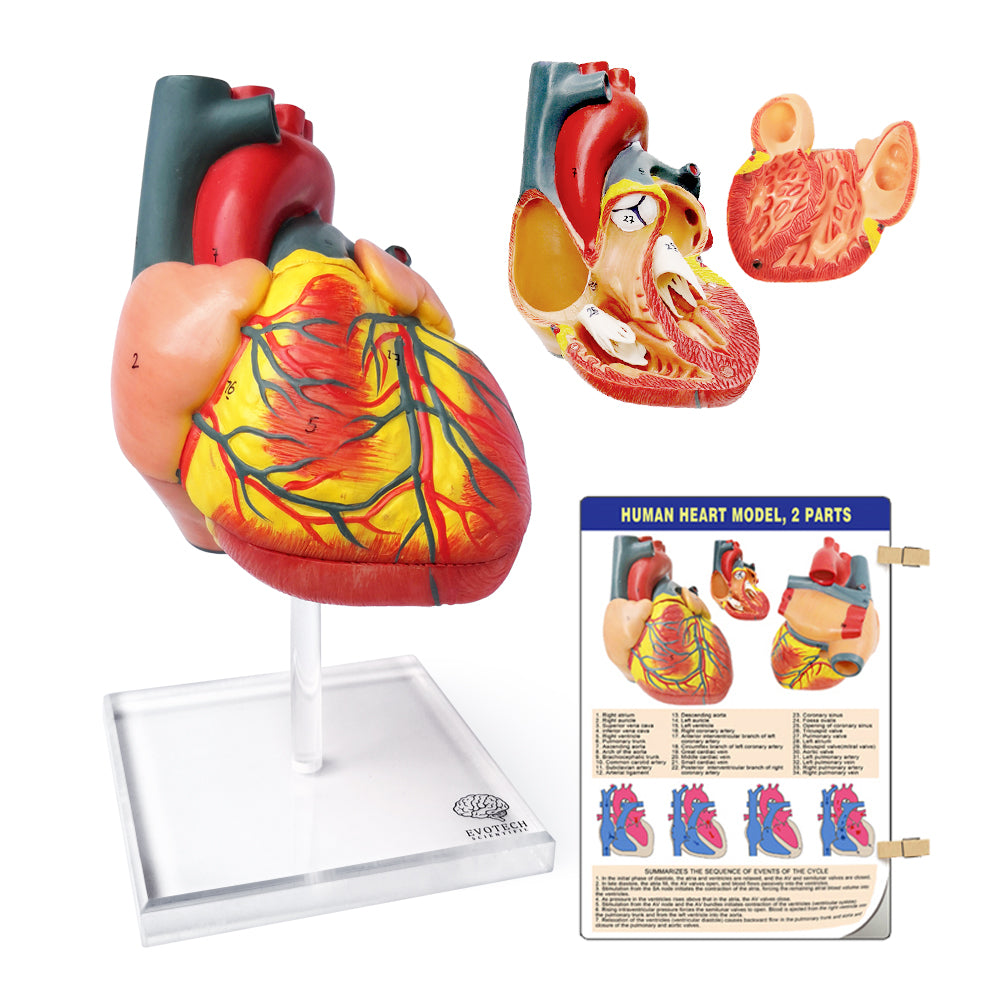 Evotech Scientific 2-Part Deluxe Life-Size Human Heart Anatomy Model w/ Detailed Study Guide
