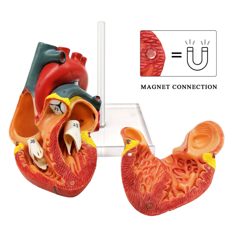 Evotech Scientific 2-Part Deluxe Life-Size Human Heart Anatomy Model w/ Detailed Study Guide