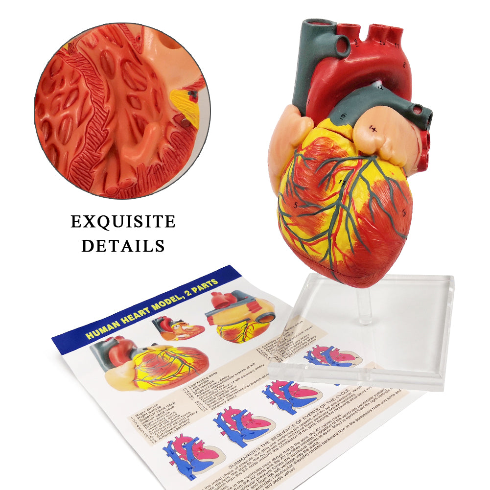 Evotech Scientific 2-Part Deluxe Life-Size Human Heart Anatomy Model w/ Detailed Study Guide