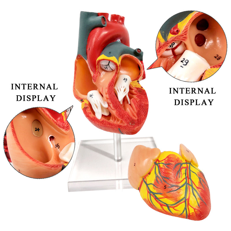 Evotech Scientific 2-Part Deluxe Life-Size Human Heart Anatomy Model w/ Detailed Study Guide