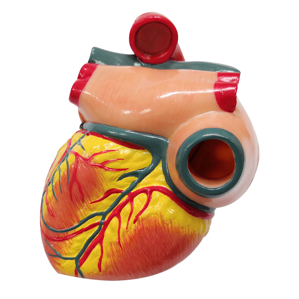 Evotech Scientific 2-Part Deluxe Life-Size Human Heart Anatomy Model w/ Detailed Study Guide