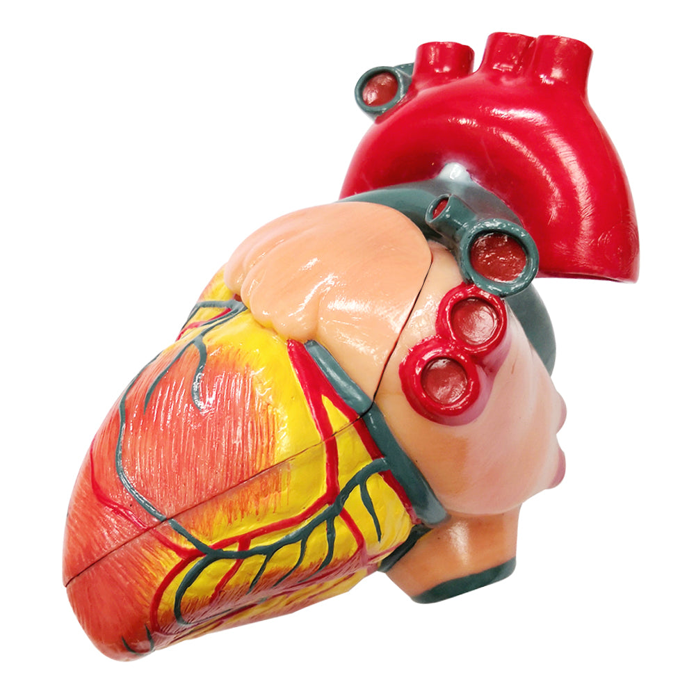 Evotech Scientific 2-Part Deluxe Life-Size Human Heart Anatomy Model w/ Detailed Study Guide