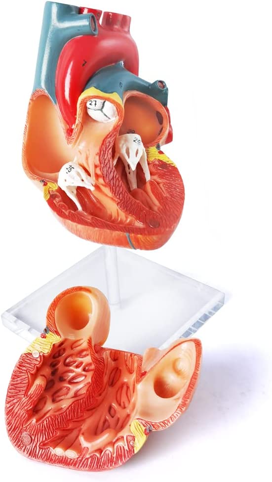 Evotech Scientific 2-Part Deluxe Life-Size Human Heart Anatomy Model w/ Detailed Study Guide