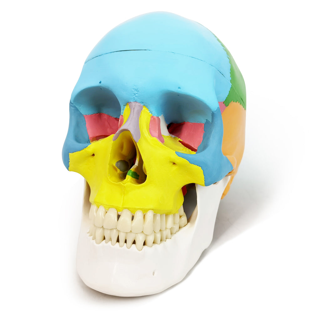 Evotech Scientific 3-Part Life Size Painted Didactic Human Anatomical Skull Model